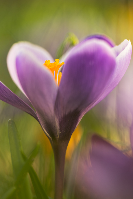 In het mooie avondlicht.