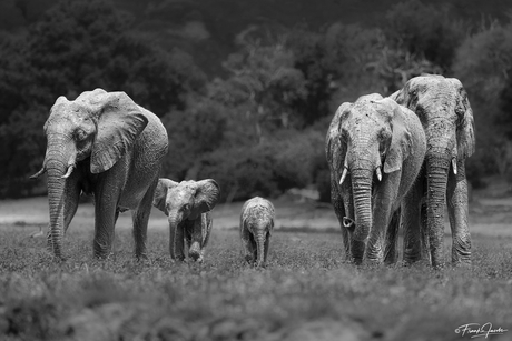 Silent Gentle Giants