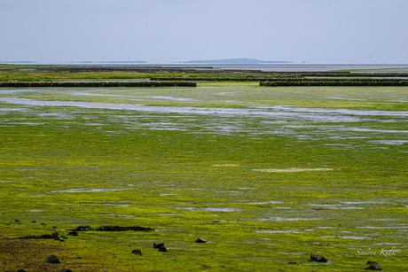 De schorren Texel