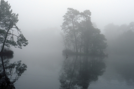 Gans in de mist 