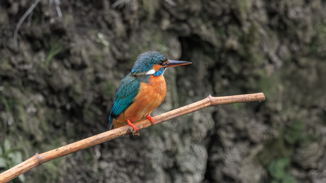 IJsvogel, vrouw.