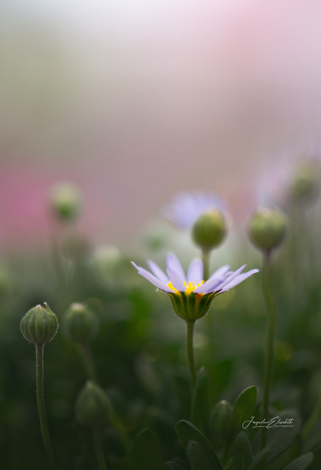 Chase nothing but moments ...