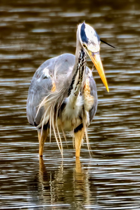 Blauwe Reiger 