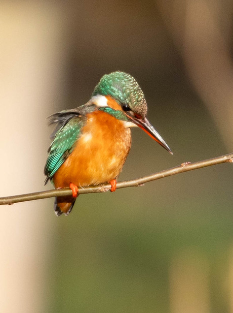 ijsvogel 2025