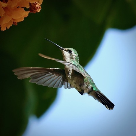kolibrie 