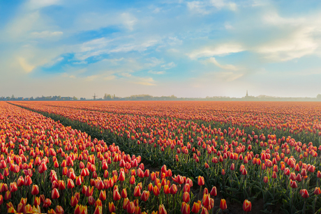 Tulpenveld na zonsopgang 