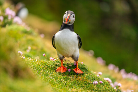 Puffin