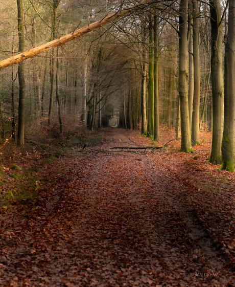 Storm in het bos