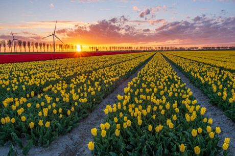 Gele tulpen bij zonsondergang