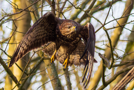 opstijgende buizerd