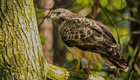 Buizerd
