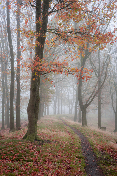 Dijkje in de mist