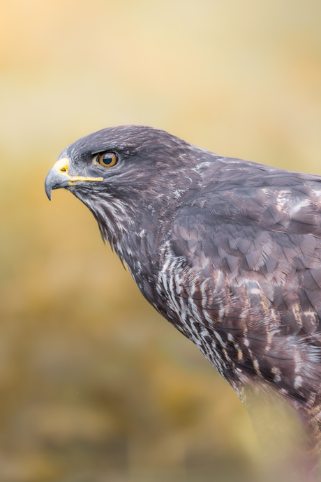 Buizerd