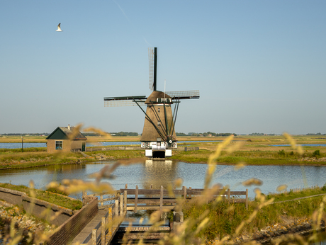Molen