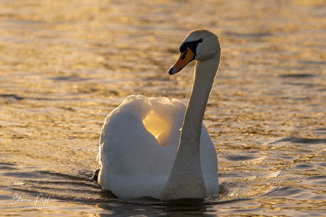 Zon en Zwaan