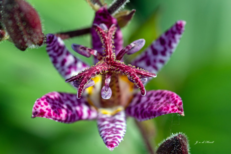 Orchidee 