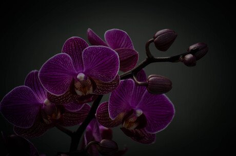 Orchidee.