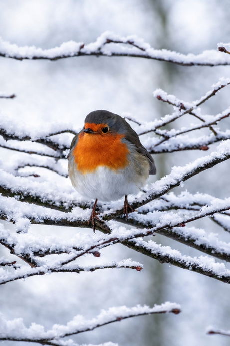 Roodborstje in de sneeuw.