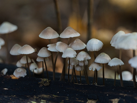 Bundelmycena