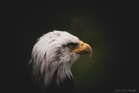 Portret van de Amerikaanse Adelaar - Bald Eagle