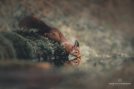 Eekhoorn drinkend met een mooie weerspiegeling