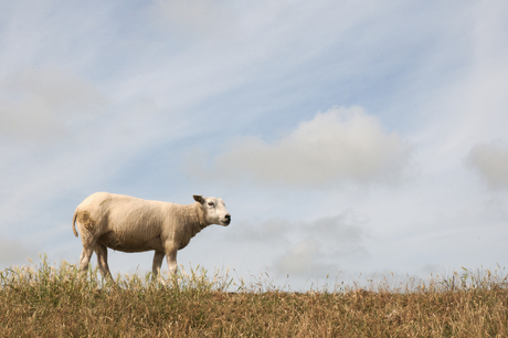 Texel 