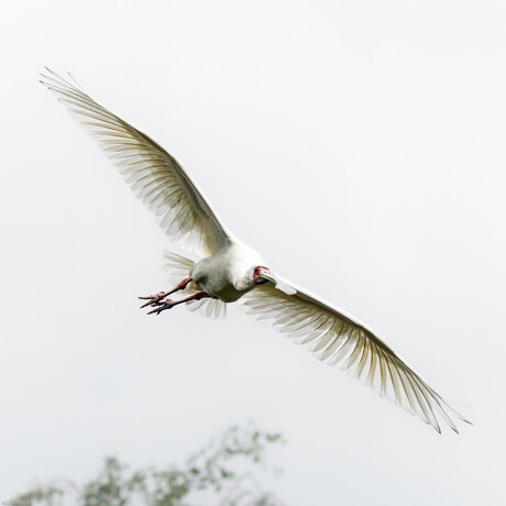 Lepelaar in vlucht 