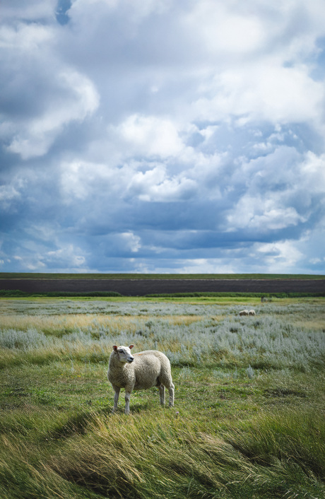 Waddenschaap II