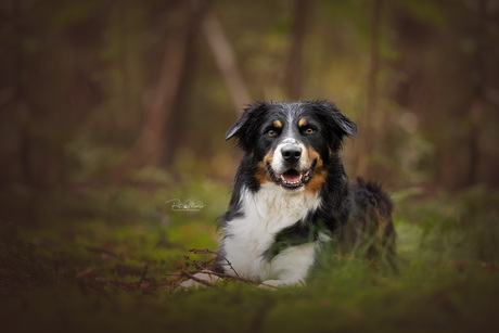 Dog in forest