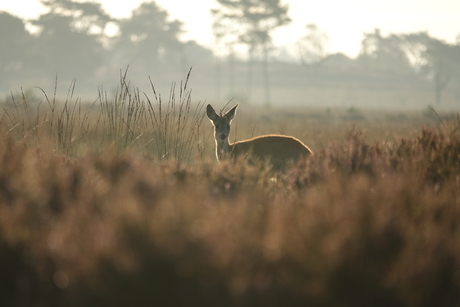 Reebokje met tegenlicht op de heide