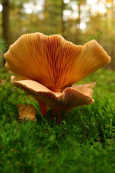 Paddenstoel tijdens herfstwandeling