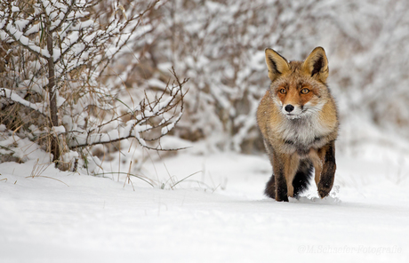 Winterfox