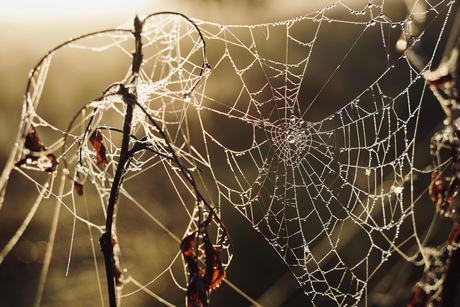 Spinnenweb 🕸️ 