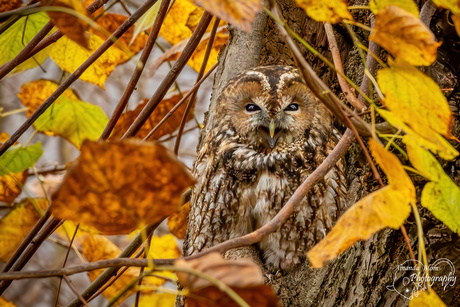 Mijn eerste Bosuil gefotografeerd!