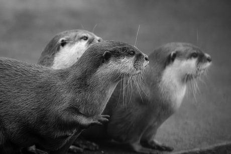 Wanneer komt het eten?