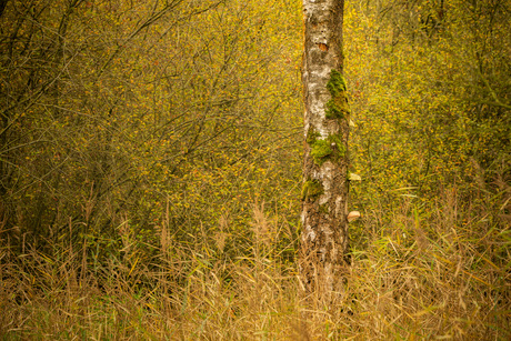 Berkje in het oranjegroene bos