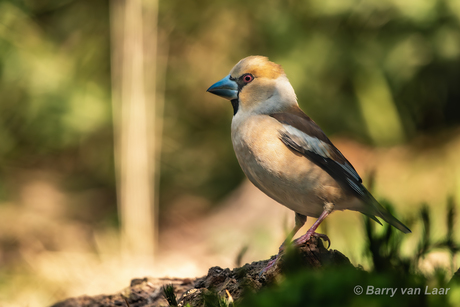 Appelvink...