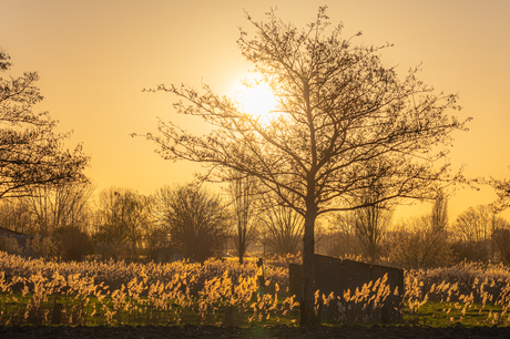 de stilte onder een gouden adem
