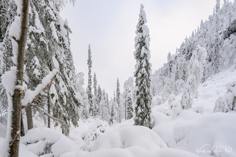 Oulanka National Park,