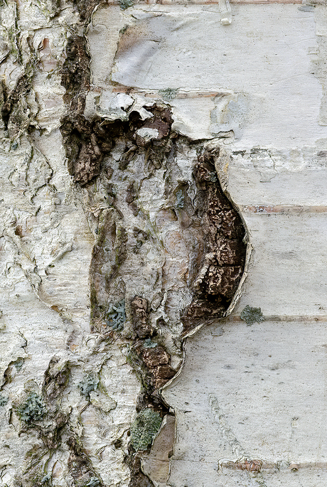 White with a touch of brown