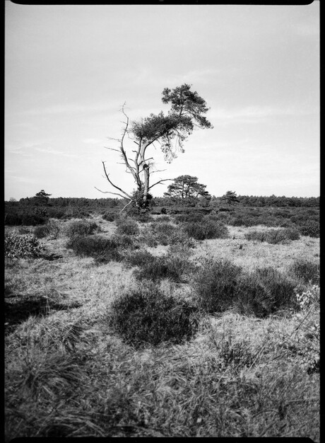 Landschap in zwartwit