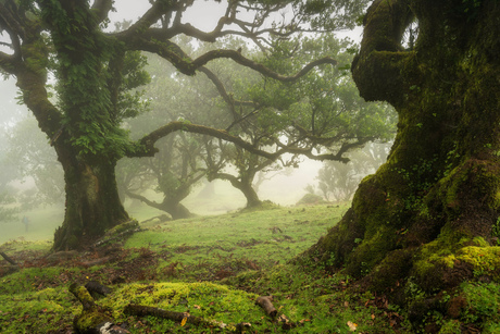 Magical trees