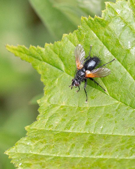 Zophomyia temula.