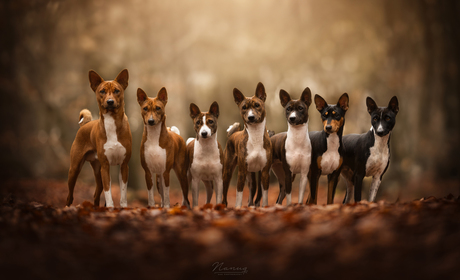 Basenji Gradient 