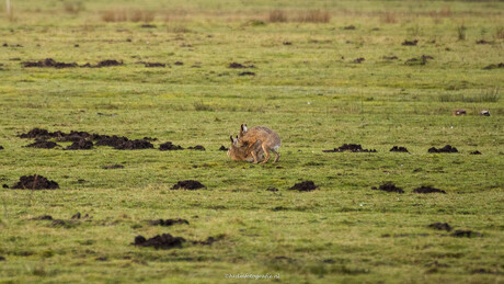 Lente in aantocht. 