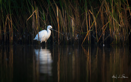 kleine zilverreiger