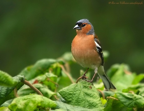 Vink    ( Man )