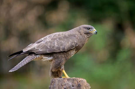 Buizerd