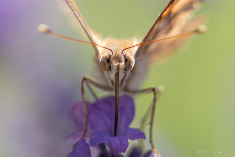 Distelvlinder