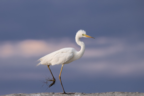 Zilverreiger in avondlicht